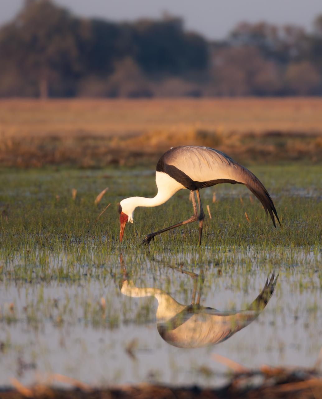 Okavango Delta & Moremi Game Reserve