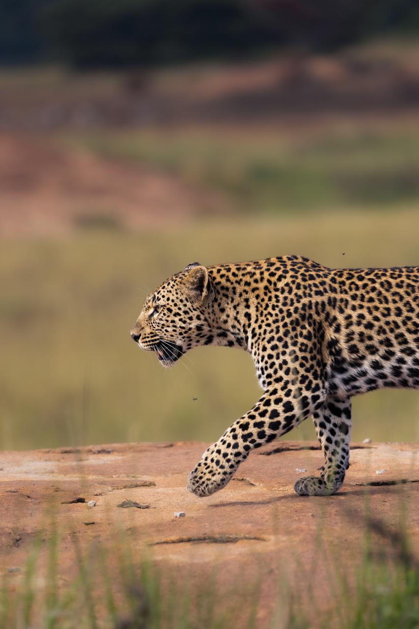 Kingdoms, Conservation & the Lowveld — image 2