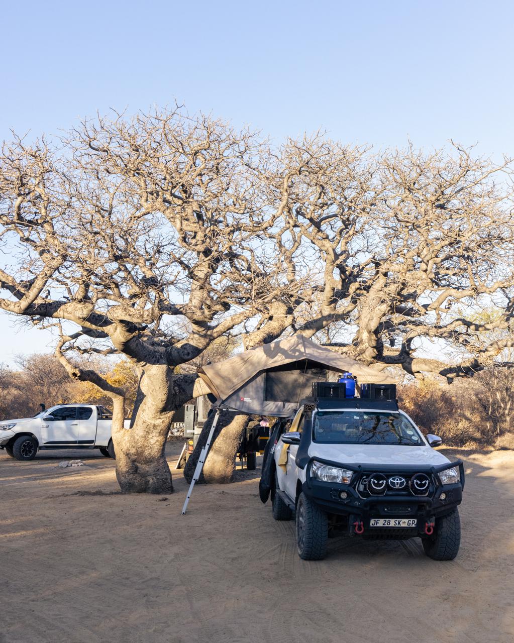 Overland vehicles parked beneath baobabs